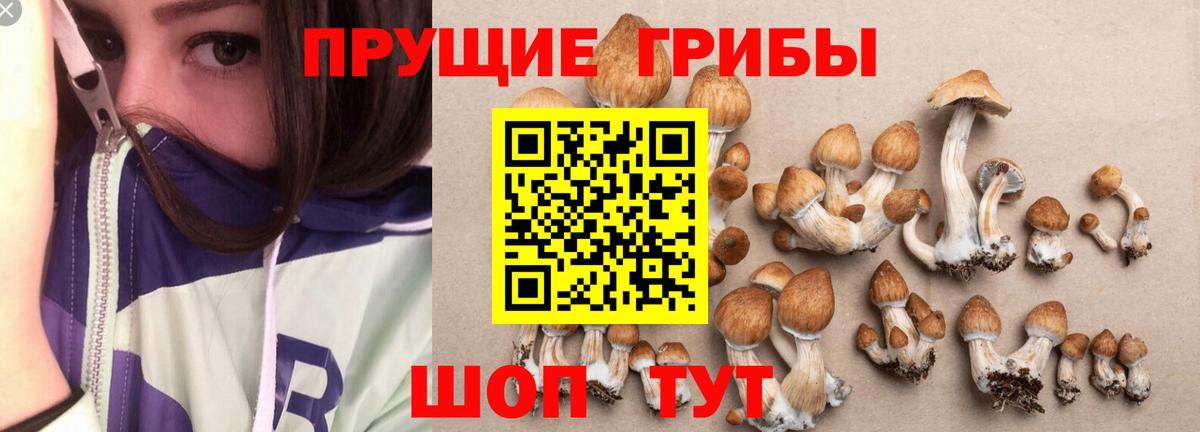 Галлюциногенные грибы Cubensis  Вход с VPN  Псилоцибиновые грибы мицелий  Кандалакша 